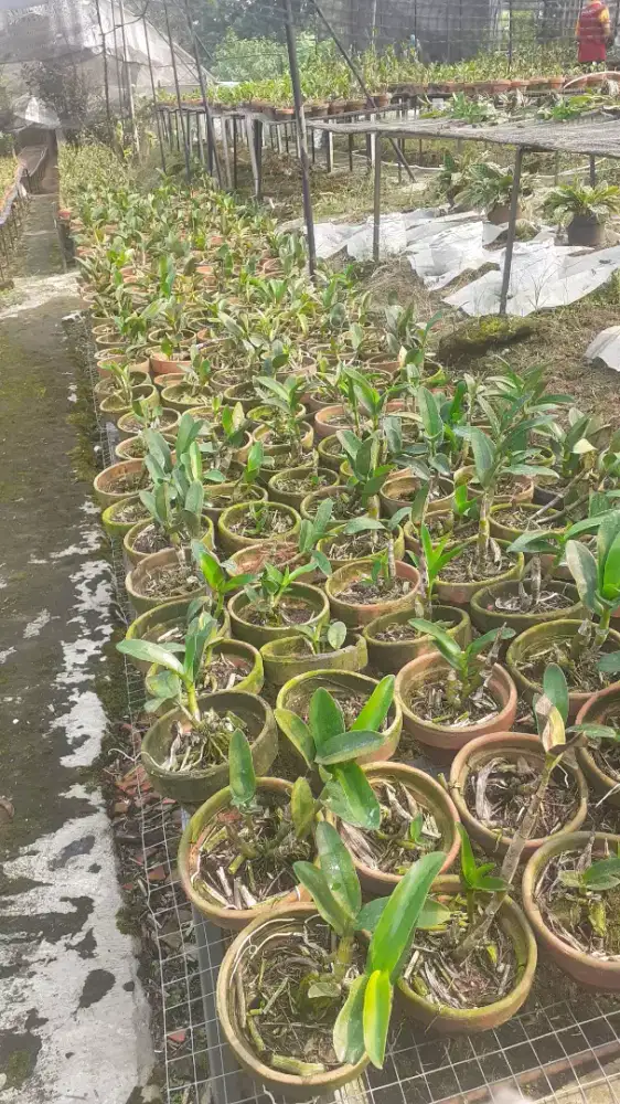 Anggrek Orchid 1 Pot