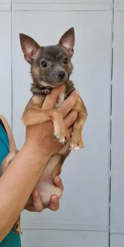 Sale Chihuahua female rare item