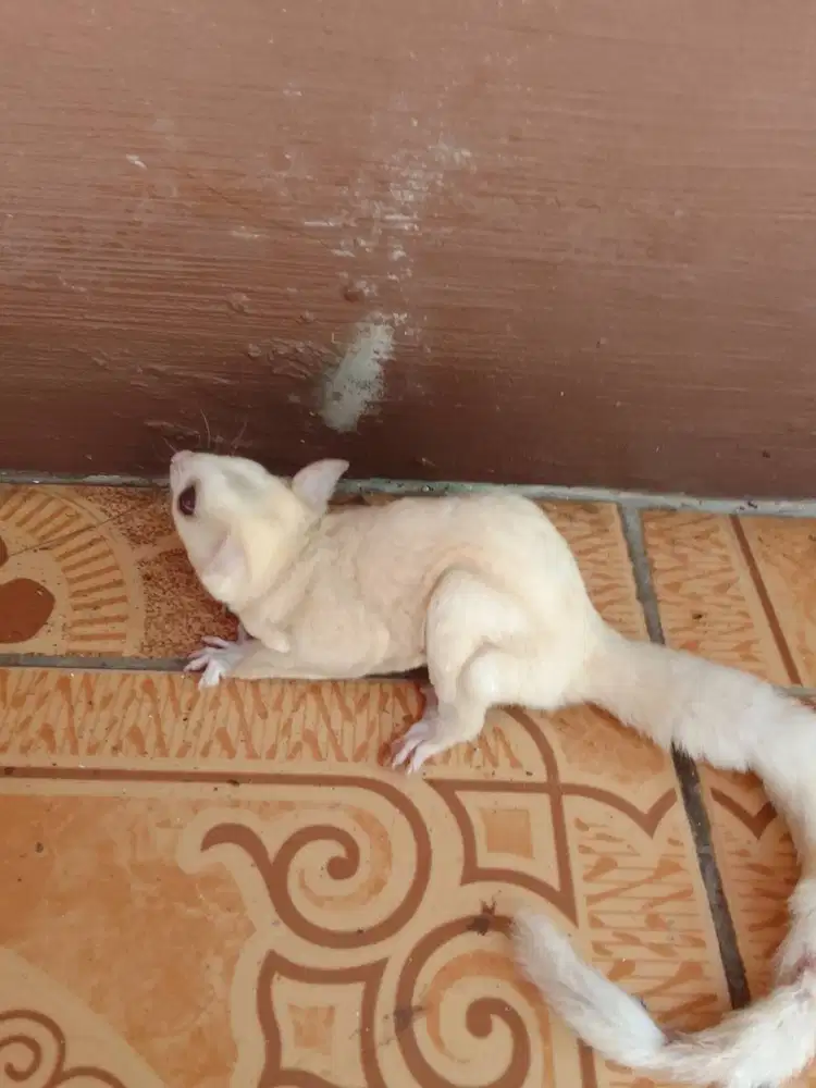 Jual sugar glider albino