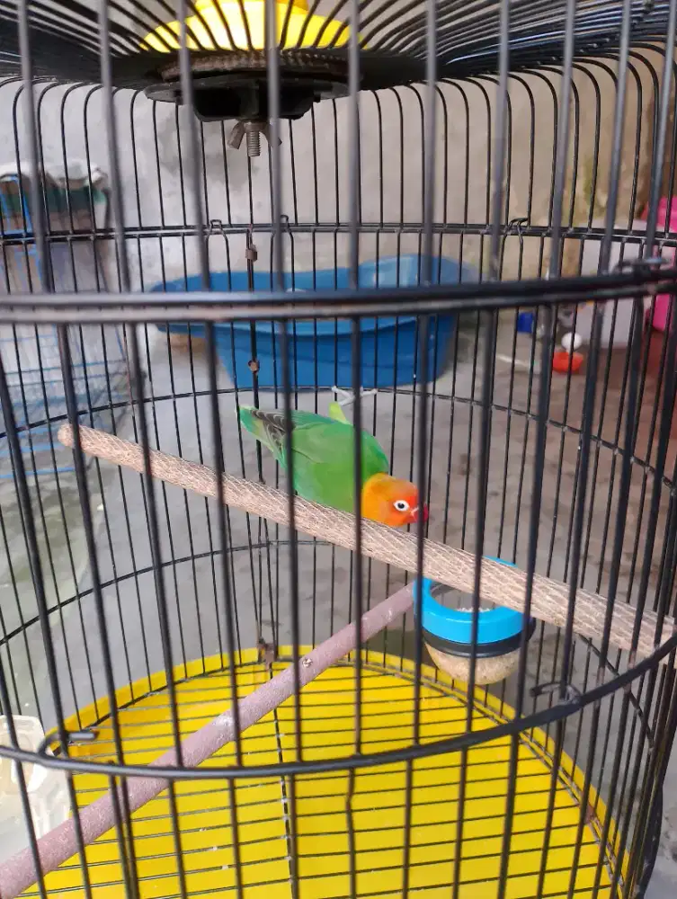 Burung Lovebird biola green betina