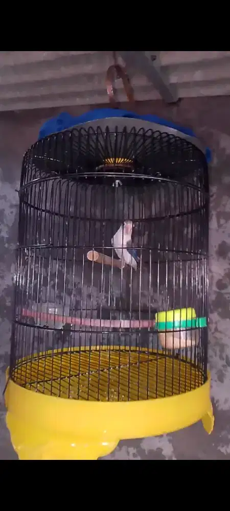 Burung biola vio fighter betina burung aja