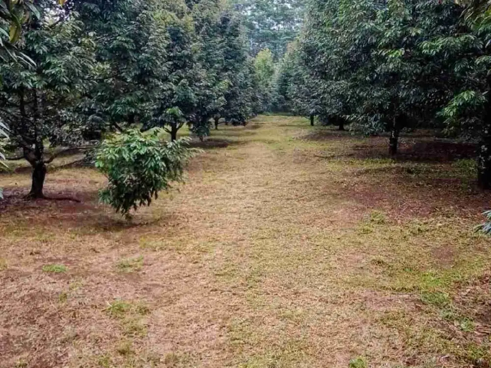 Jual murah Kebun Produktif Pekalongan