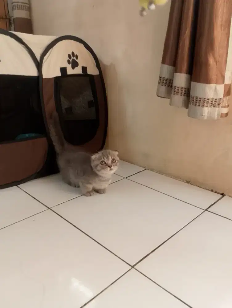 Kucing Munchkin gaelic fold/cebol Scotish/kaki pendek British