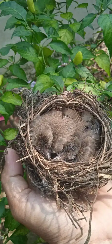 Anakan burung crokcok,trucuk