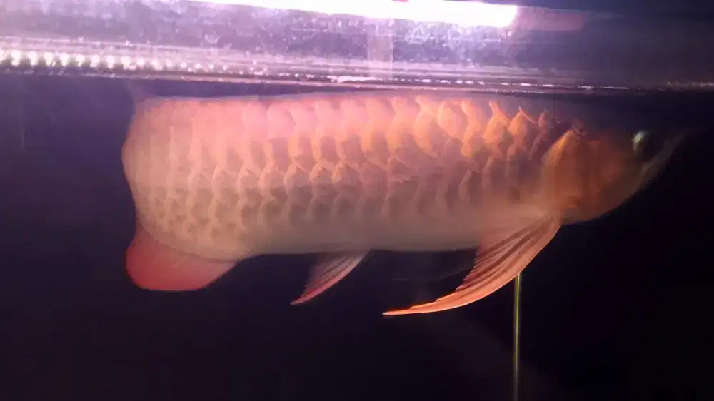 arowana super red