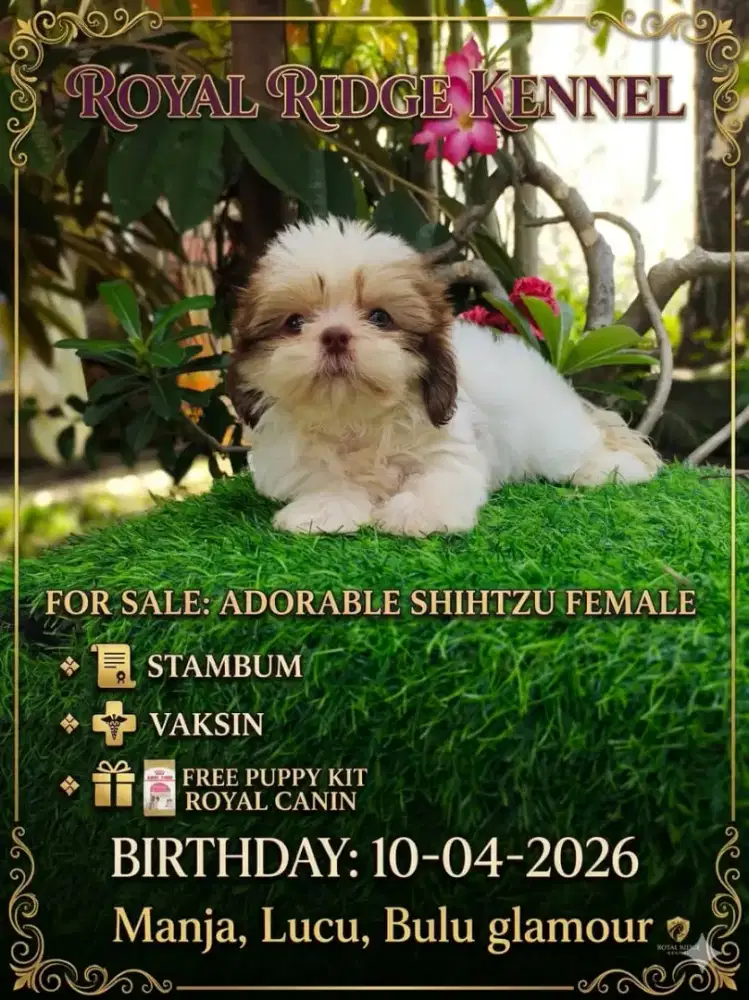 Female Shihtzu HQ