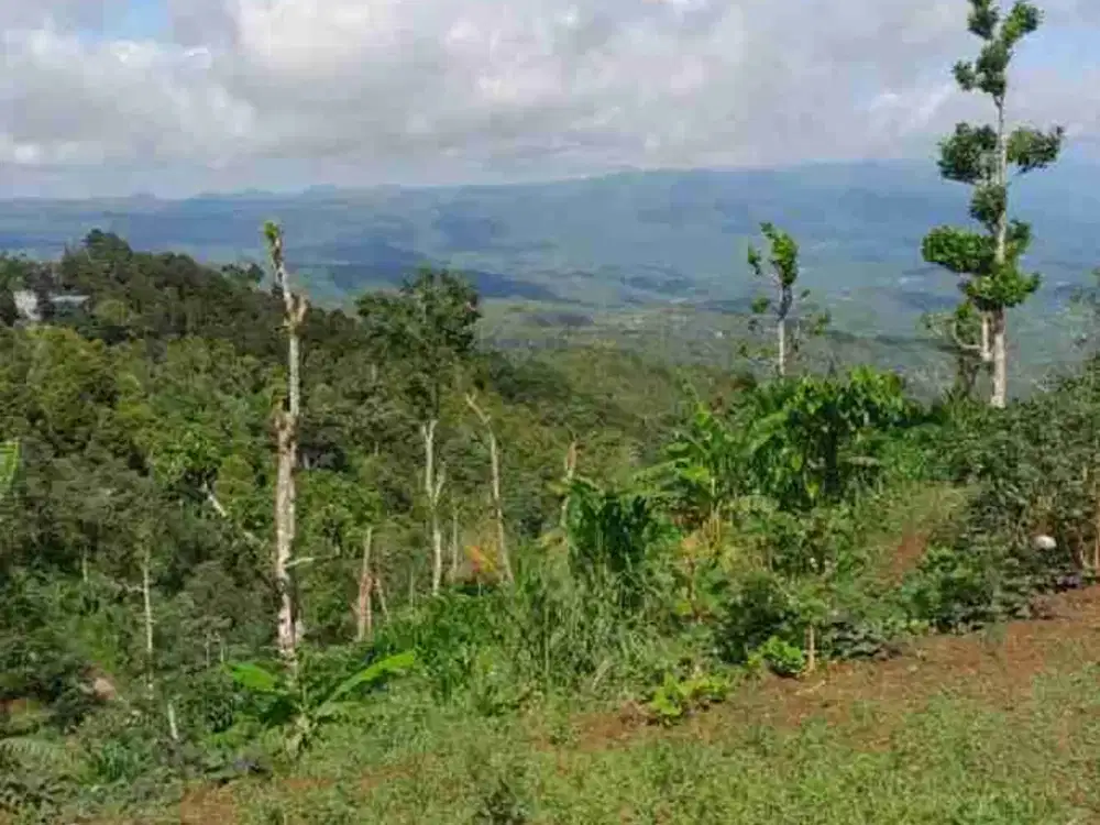 tanah Munduk buleleng bali