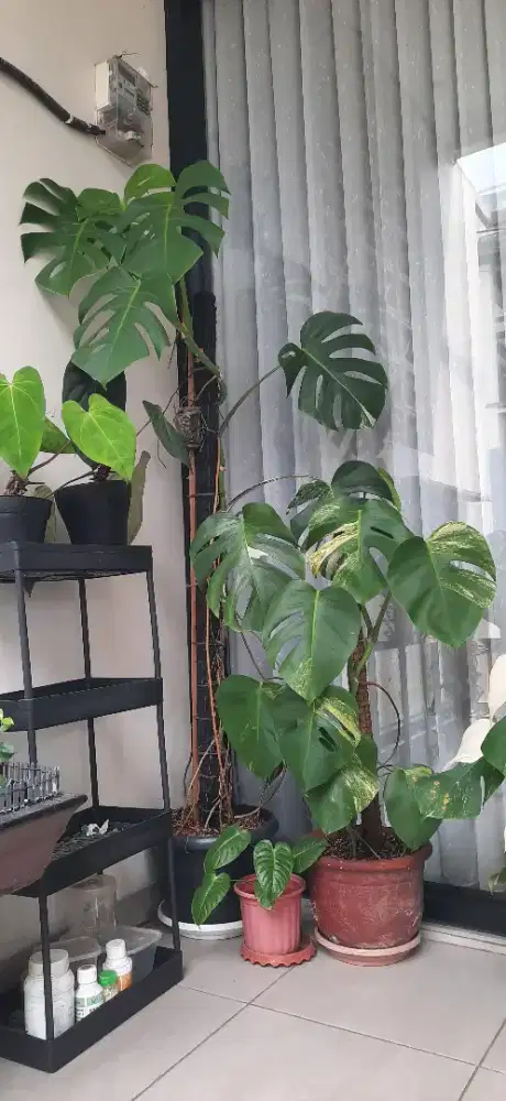 Jual Pohon Monstera