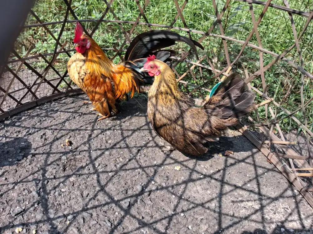 Ayam kate sejodoh, produksi lancar jaya