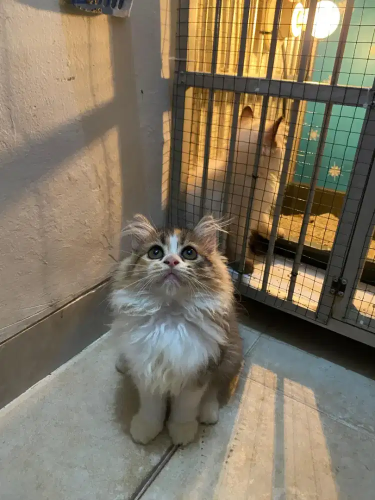 Kucing Mix Mainecoon Persian