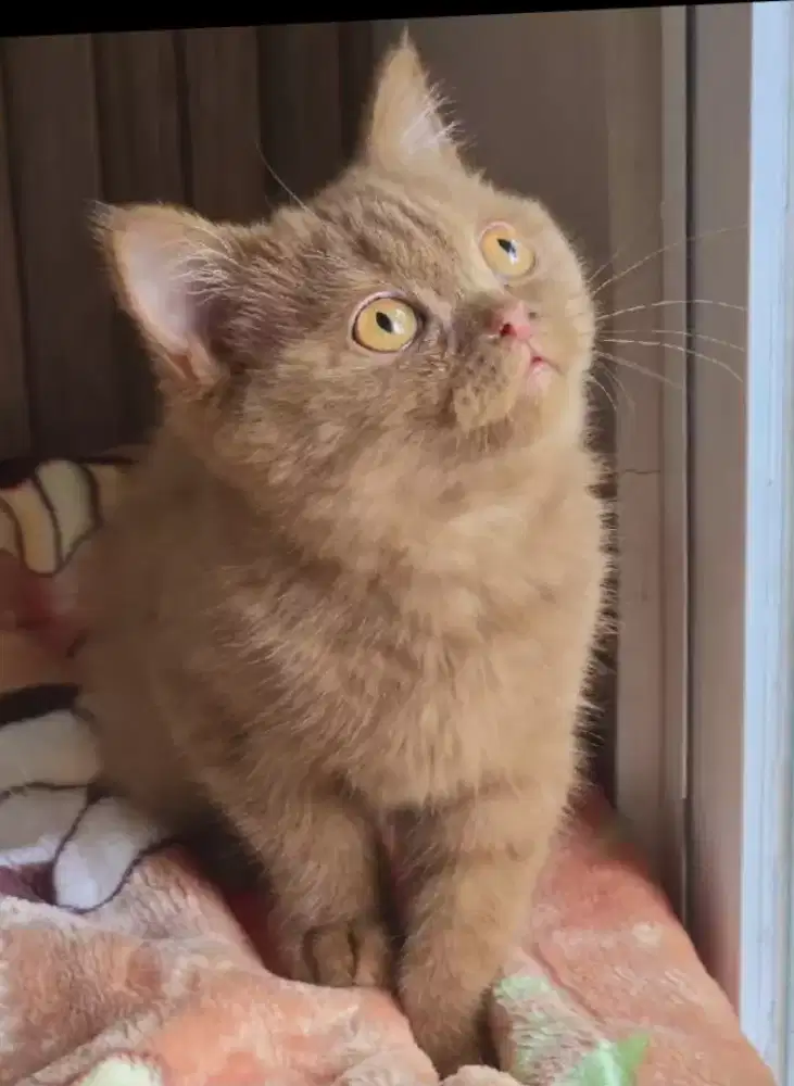 Baby kucing BSH X MUNCHKIN Betina  Standart warna Cinamon