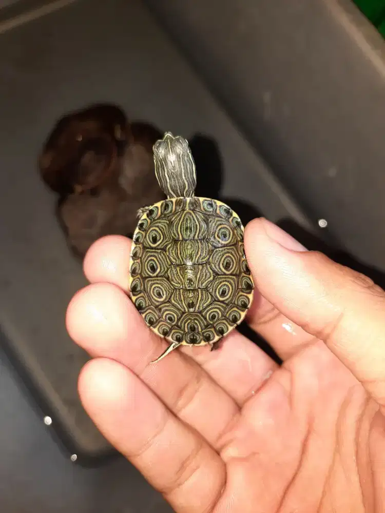 Kura venusta (bukan kura brazil/res)