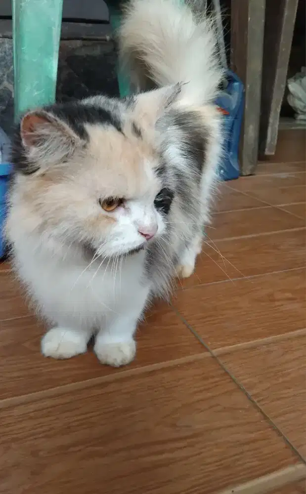 Indukan Munchkin