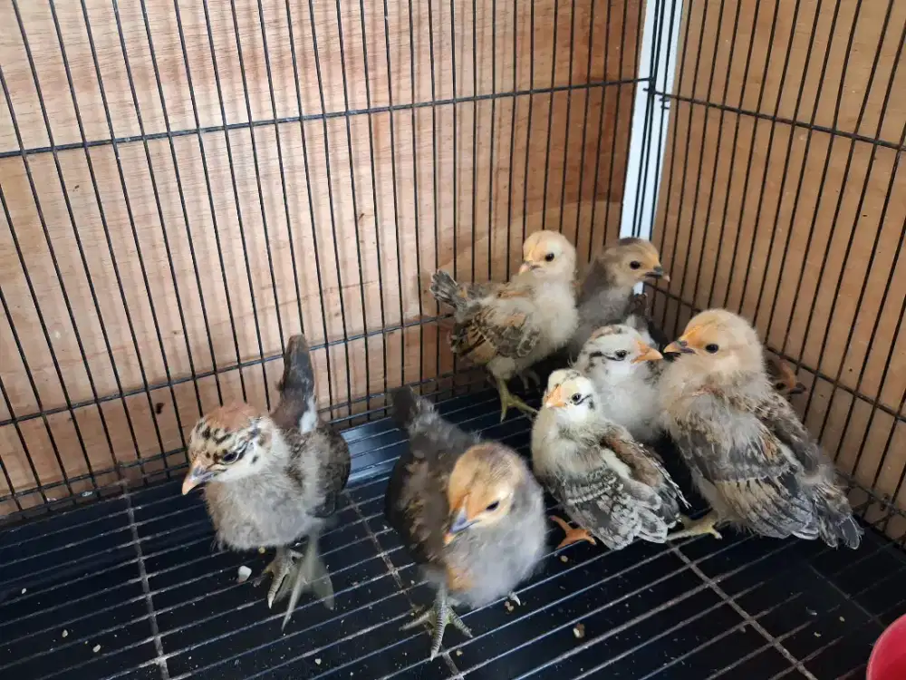 Anak ayam kate ceper