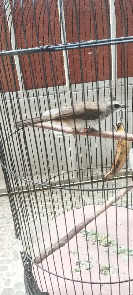 Burung troucukan
