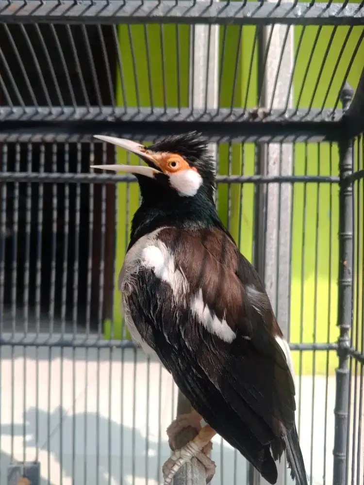 jalak suren jawa gacor variasi bisa jadi satpam