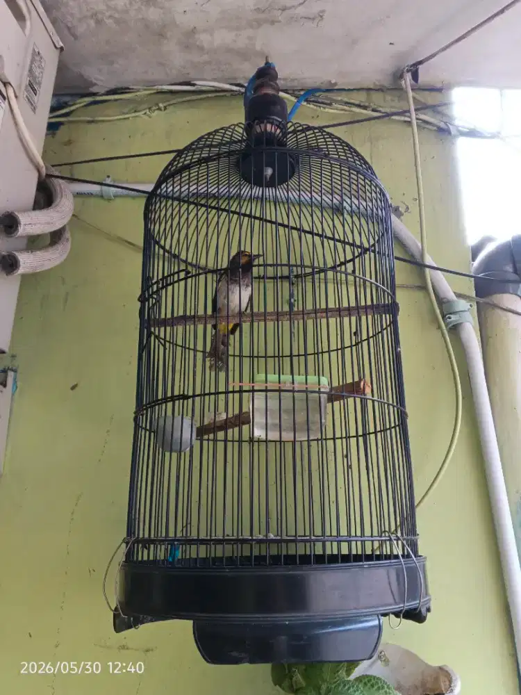 Burung Cucak Wilis FS