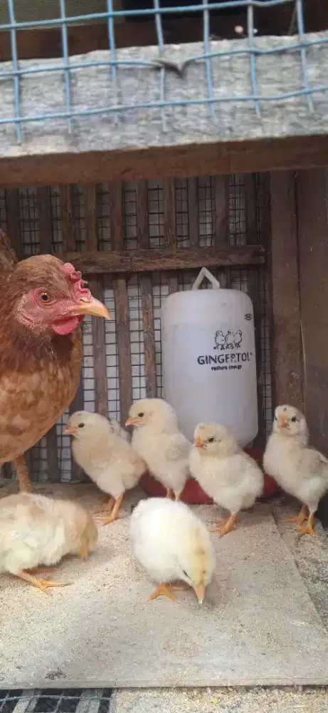 Ayam kampung dan 8 anaknya