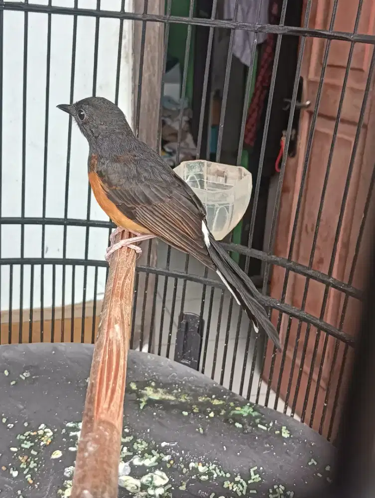 Burung murai betina pastolan indukan 30x16
