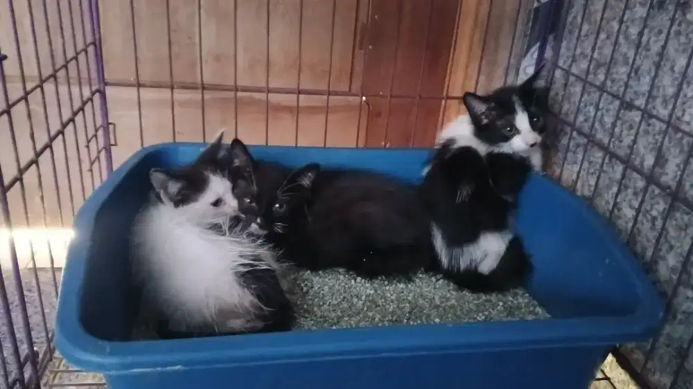 Anakan kucing anggora