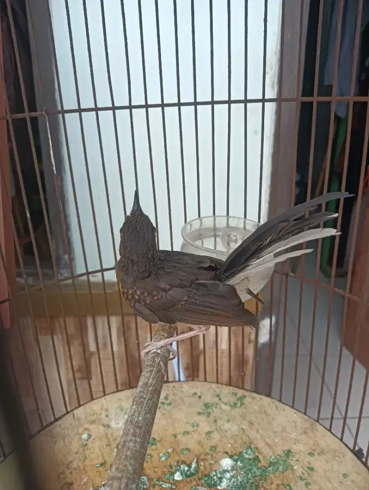 Burung murai trotolan betina