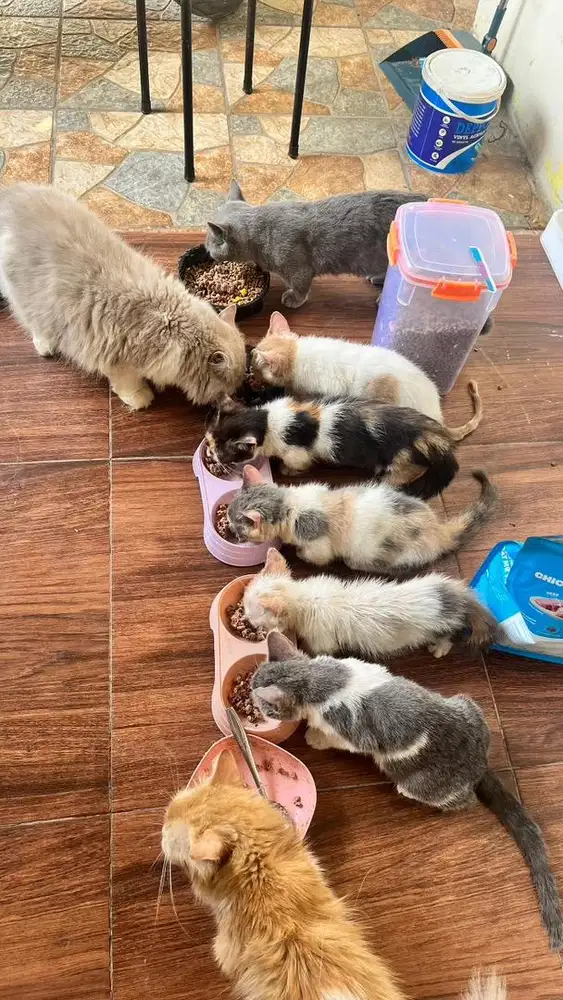 Kitten BSH x Munckhin 4 bulan