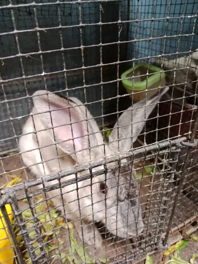 DI JUAL CEPAT KELINCI
