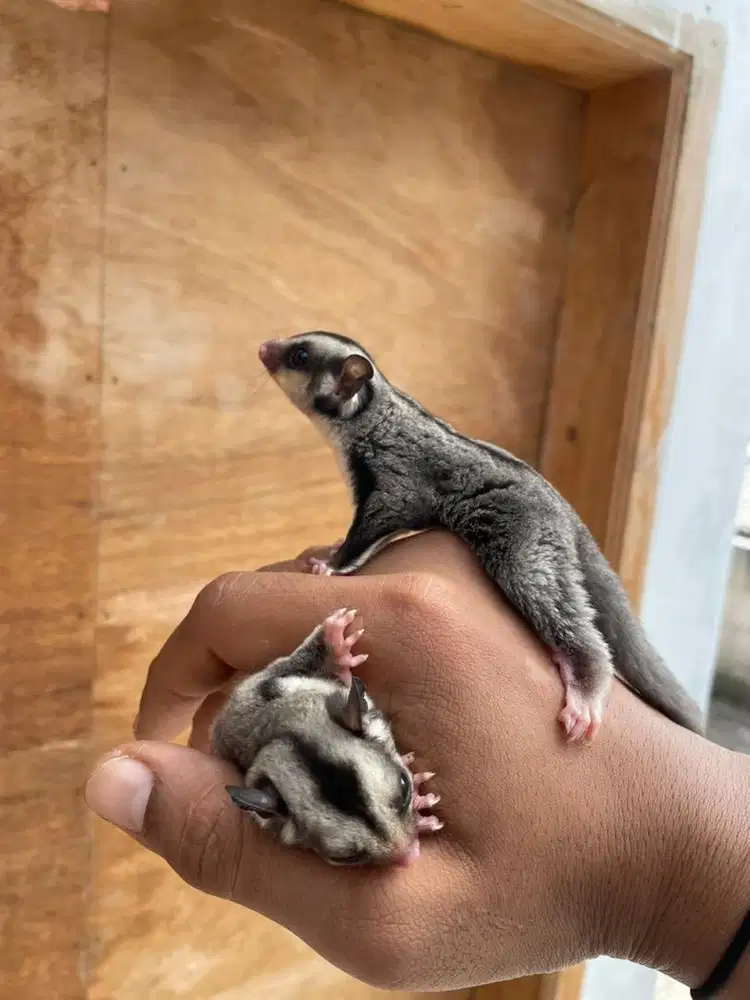 Sugar glider joey