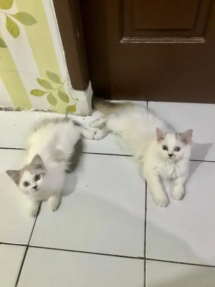 Lepas Adopt Kitten/Kucing Ras Ragdoll