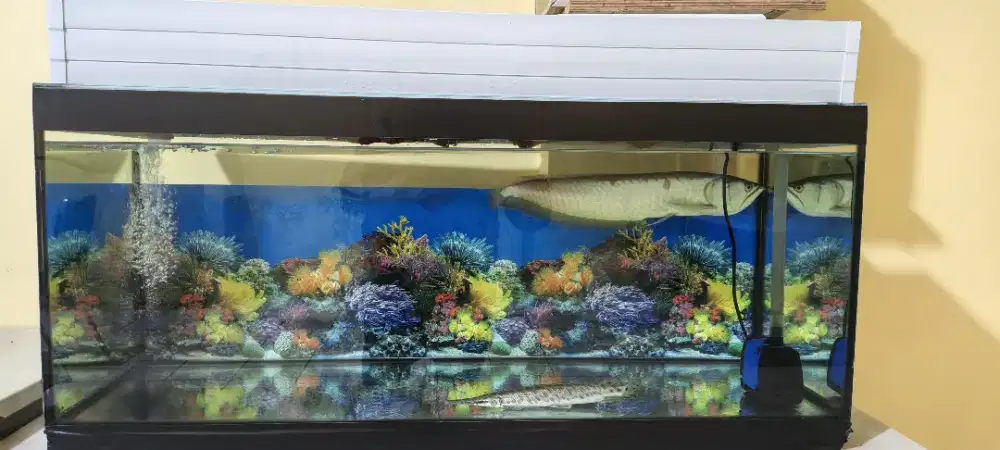Paket quarium + airator Talang Filter Serta ikan  Arwana dan Aligator