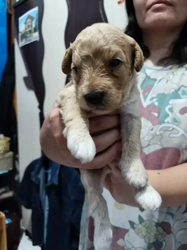 Jual Anak Anjing Pudle atau Poodle Puppies