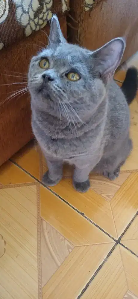 Kucing pure british short hair blue solid
