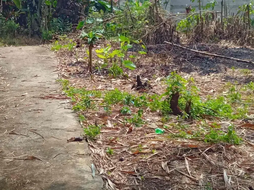 TANAH KEBUN MURAH DAN STRATEGIS DI KECAMATAN CISEENG KABUPATEN BOGOR