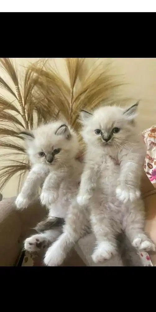 Kitten Himalaya
