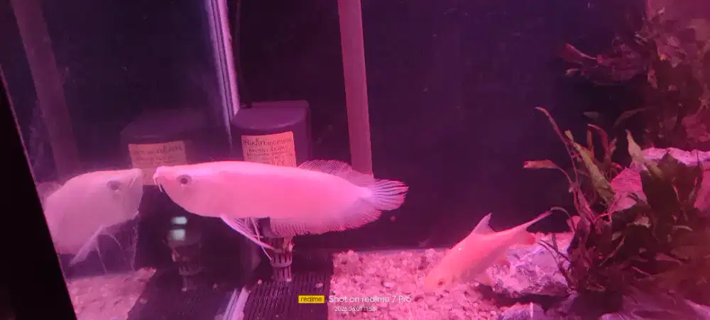 silver red albino size 20 up