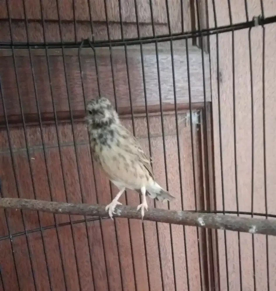 Blackthrat Betina Brewok