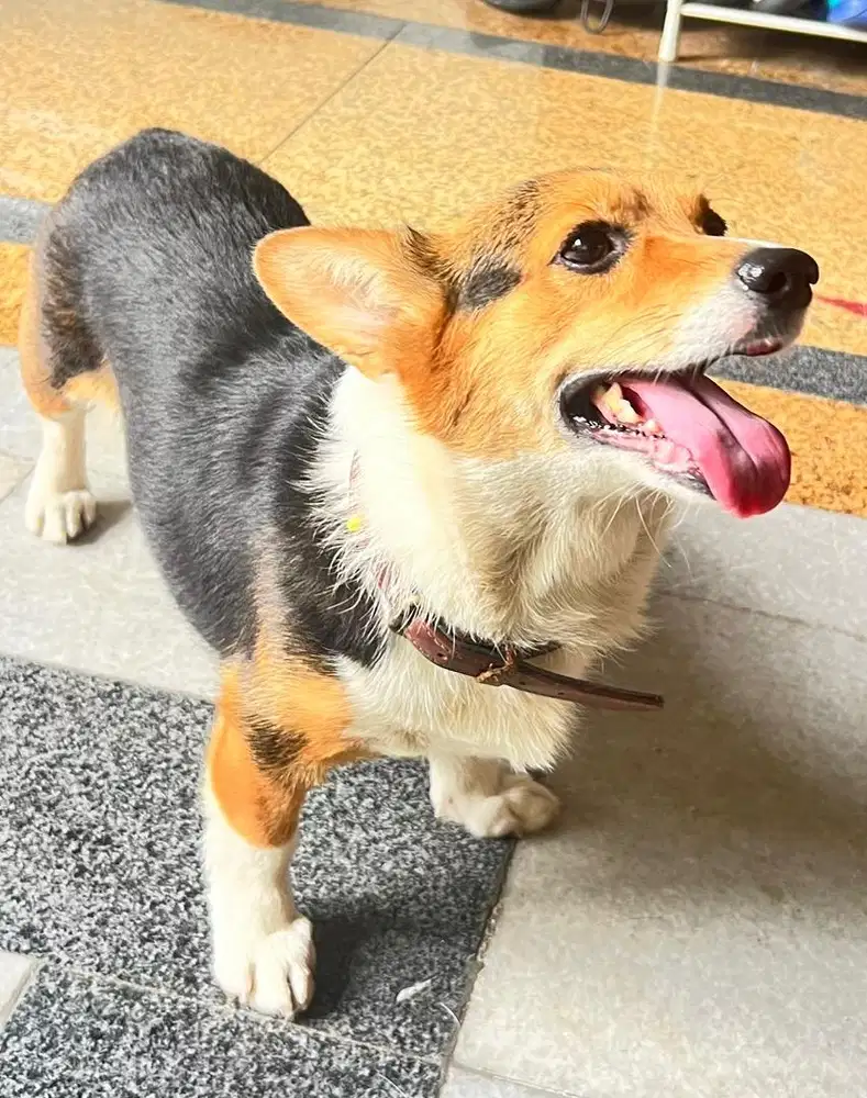 Pembroke Welsh Corgi Betina