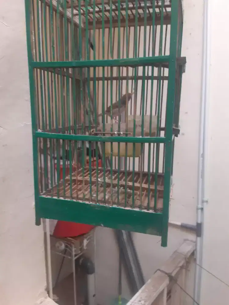 Jul burung prijak bawah dari lolohan udah mandiri pur tota