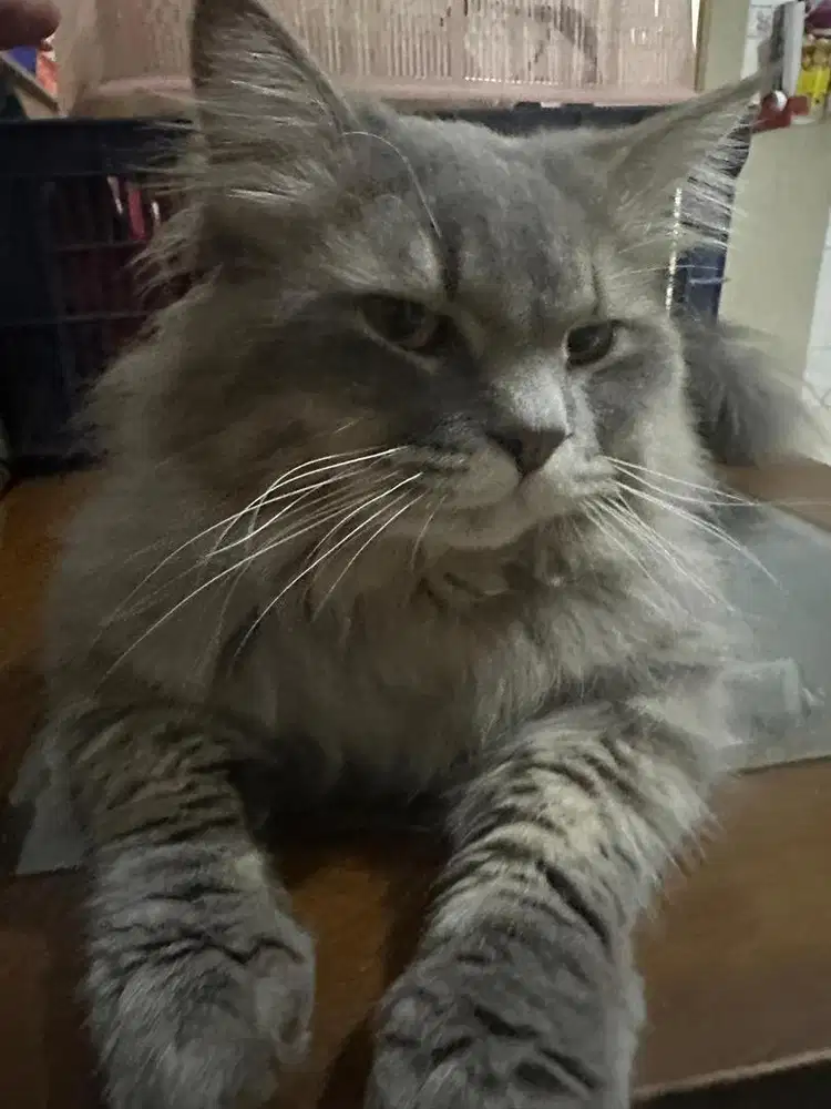 Kucing Persian Laki-Laki