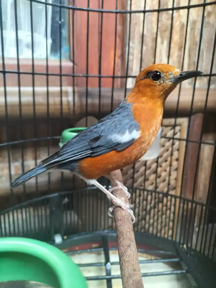 Burung anis kaking hitam ring bali jantan