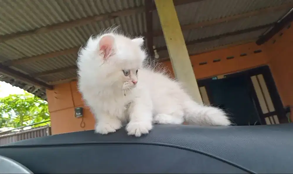 Kitten jantan long hair