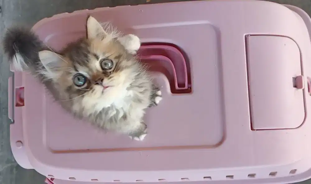 Kitten jantan Tabby