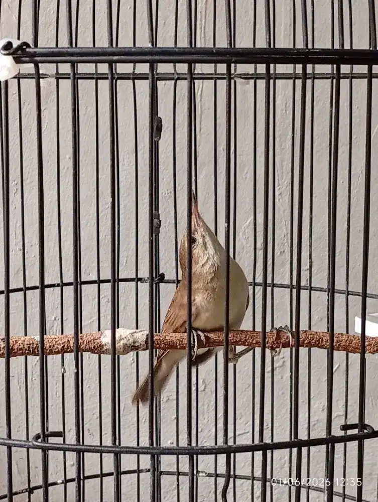 kerak basi alis putih