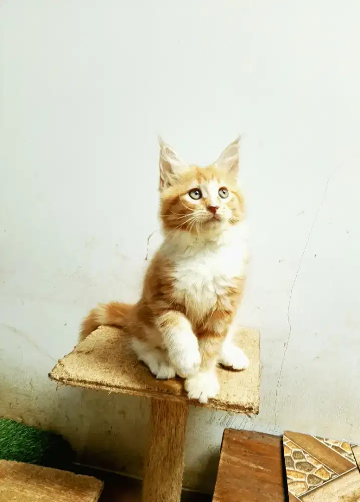 Kitten MaineCoon Betina Pure Bkn mix.