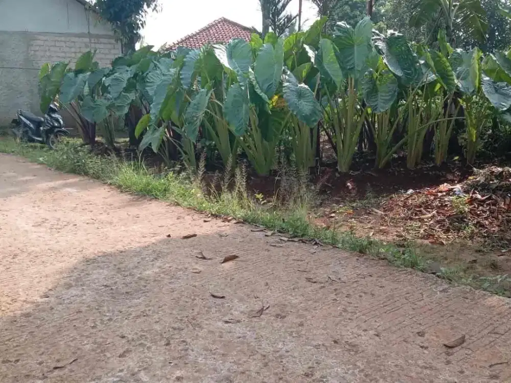 TANAH KEBUN MURAH LOKASINYA STRATEGIS DEKAT JALAN UTAMA DI CISEENG PARUNG KABUPATEN BOGOR