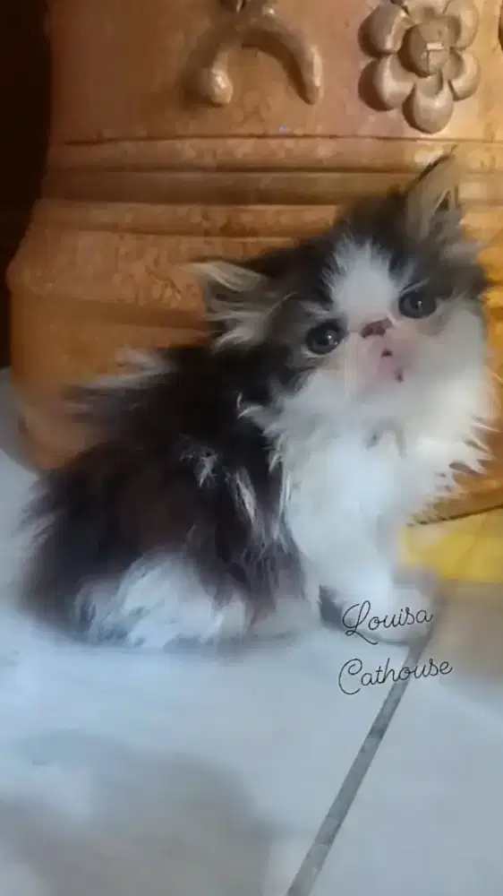 kucing Persia peaknose