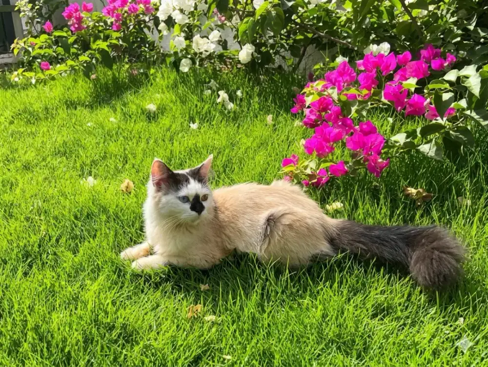 kucing Munchkin Himalaya