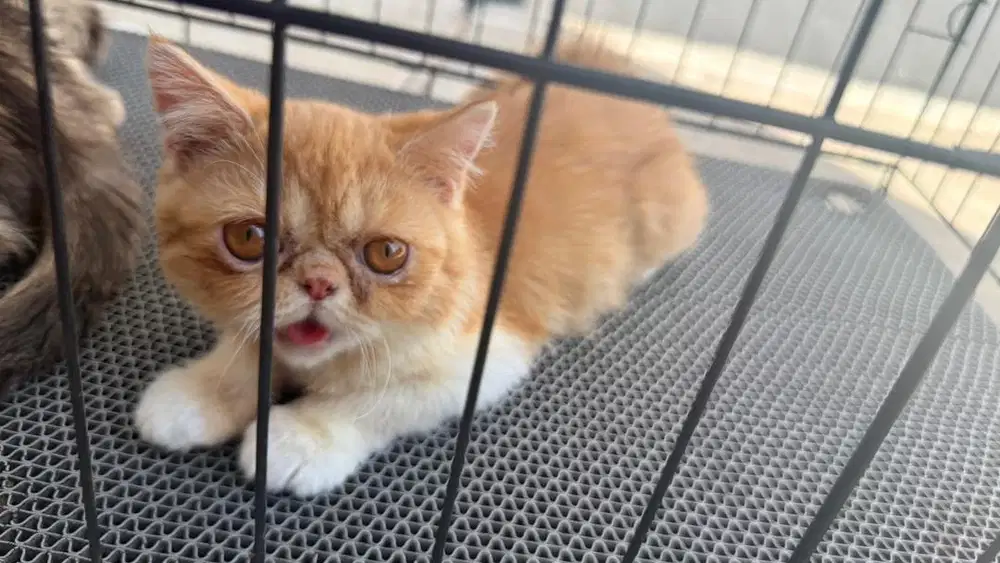Exotic shorthair