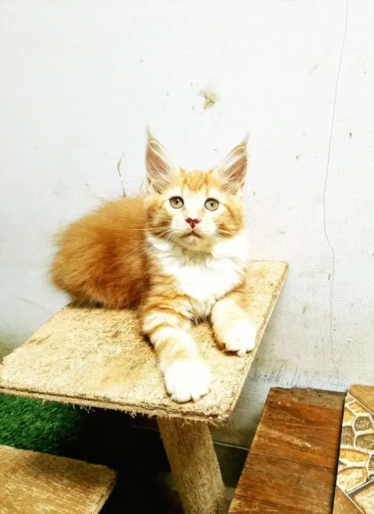 Kitten maineCoon Betina Pure No mix.