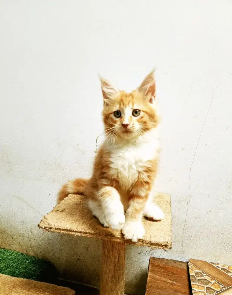 Kitten amaineCoon Betina Pure No mix.